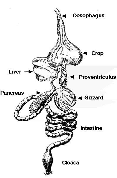 http://members.aol.com/offmymedz/digest.jpg