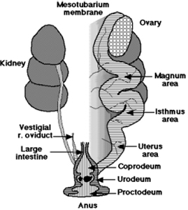 http://members.aol.com/offmymedz/femalrep.jpg