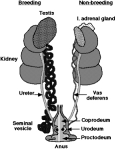 http://members.aol.com/offmymedz/malerepr.jpg